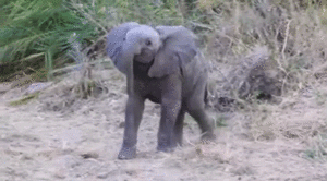 Baby GIF. Dieren Olifant Baby Gifs Gepoept 