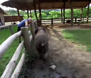 Baby GIF. Dieren Olifant Baby Gifs 