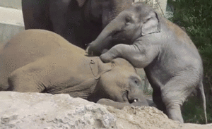 Olifant GIF. Dieren Olifant Gifs Haters 