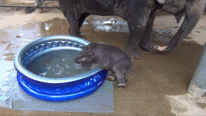 Olifant GIF. Dieren Wandelen Olifant Gifs 