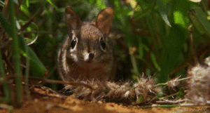 Olifant GIF. Dieren Olifant Baby Gifs 