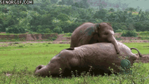 Olifant GIF. Dieren Olifant Gifs 