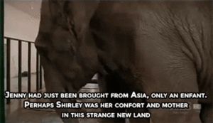 Olifant GIF. Dieren Olifant Gifs 