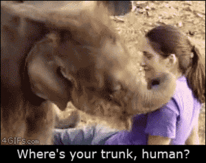 Olifant GIF. Bad Dieren Olifant Gifs 