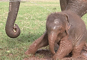 Olifant GIF. Dieren Olifant Golven Gifs Vaarwel 