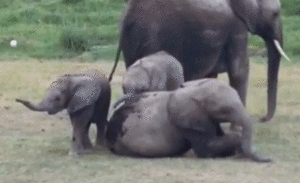 Olifant GIF. Dieren Olifant Gifs Tandpasta 