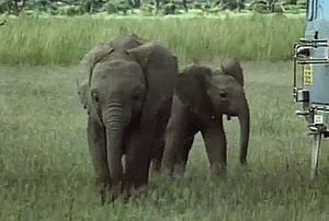 Olifant GIF. Dieren Olifant Gifs 