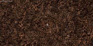 Game Of Thrones GIF. Televisie Games Game of thrones Gifs Daenerys targaryen Emilia clarke 