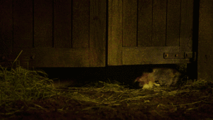 Game Of Thrones GIF. Games Game of thrones Gifs Hbo Omgaan Got Roastjoffrey 