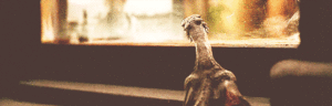 Game Of Thrones GIF. Games Game of thrones Gifs Daenerys targaryen Khaleesi Game of thrones seizoen 3 Geduld is een sc 