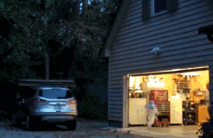 Honden GIF. Dieren Halloween Gifs Hond Dier Kostuums 