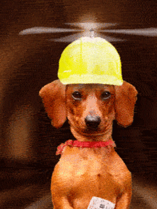 Honden GIF. Dieren Helikopter Gifs Hond Rit Nodig+hebben 