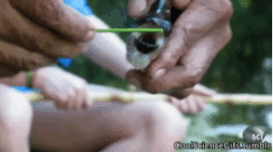 Jaws GIF. Haaien Films en series Gifs Jaws Wetenschap 