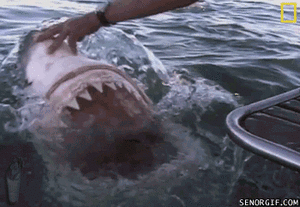 Jaws GIF. Dieren Boos Films en series Gifs Jaws Stront Echt Haai Oceaan Bijtend Gettin 