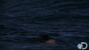Jaws GIF. Films en series Gifs Jaws Haai Oceaan Springen Ontdekking Wilde+dieren Sharkweek 