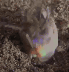 Jaws GIF. Dieren Films en series Gifs Jaws 