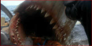 Jaws GIF. Dieren Film Films en series Gifs Jaws 