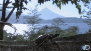 Jaws GIF. Vis Films en series Zee Gifs Jaws Haai Dier 