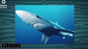 Jaws GIF. Haaien Films en series Gifs Jaws Wetenschap 