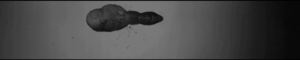 Jaws GIF. Dieren Film Films en series Gifs Jaws 