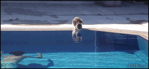 Jaws GIF. Films en series Gifs Jaws 