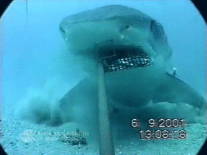 Jaws GIF. Vis Films en series Zee Gifs Jaws Haai Dier 