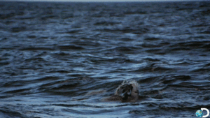 Jaws GIF. Films en series Gifs Jaws Schaats Sk8 Leven 