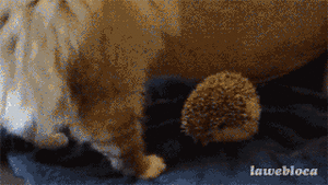 Kanye West GIF. Artiesten Geld Gifs Kanye west Glimlach 