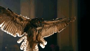 Katy Perry GIF. Artiesten Katy perry Gifs Snl Tieten 