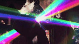 Kesha GIF. Artiesten Gifs Kesha 