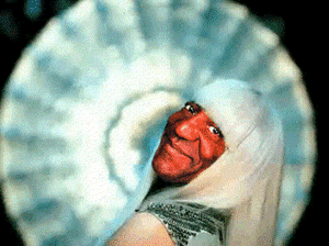 Lady Gaga GIF. Applaus Artiesten Lady gaga Gifs Gaga Moeder monster 
