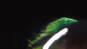 Lady Gaga GIF. Artiesten Lady gaga Gifs Aura Itunes festival Zwijn Lady gaga iwbwy Lady gaga itunes festival Iwbwy 