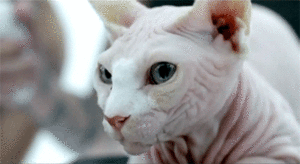 Lady Gaga GIF. Artiesten Lady gaga Gifs Reactie 