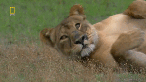 Baby GIF. Baby Leeuw Gifs Probeert 