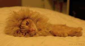 Baby GIF. Baby Leeuw Gifs 