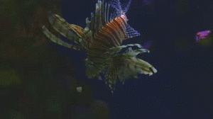 Baby GIF. Baby Leeuw Gifs Probeert 