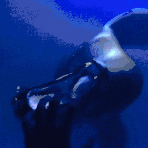 Baby GIF. Baby Leeuw Gifs 
