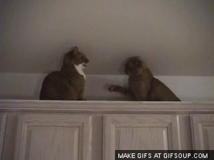 Tijger GIF. Dieren Leeuw Tijger Gifs 