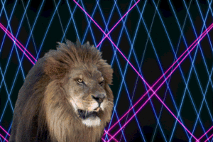 Honden GIF. Dieren Leeuw Gifs Hond 