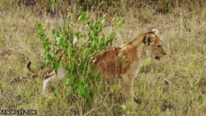 Tijger GIF. Dieren Leeuw Tijger Gifs 