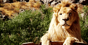 Baby GIF. Baby Leeuw Gifs Probeert 