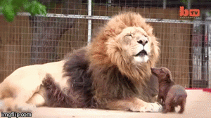 Honden GIF. Dieren Leeuw Gifs Hond 
