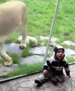 Baby GIF. Baby Leeuw Gifs Probeert 