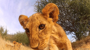Tijger GIF. Dieren Leeuw Tijger Gifs 