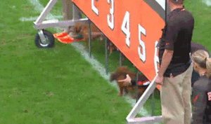 Honden GIF. Dieren Honden Wild Zonsondergang Kat Leeuw Gifs Hond Dier Katje Bbc Fotografie Botte 