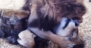 Baby GIF. Baby Leeuw Gifs 