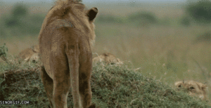Tijger GIF. Dieren Leeuw Tijger Gifs 