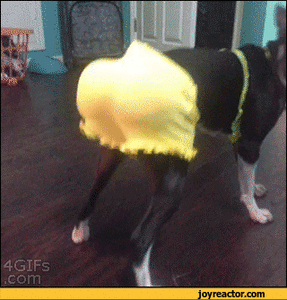 Miley Cyrus GIF. Artiesten Miley cyrus Gifs Reblog Miley 23 Miley ray cyrus Orgulho 