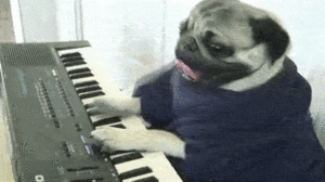Mopshond GIF. Dieren Grappig Muziek Piano Gifs Hond Mopshond 