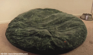 Mopshond GIF. Dieren Gifs Mopshond 